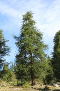 larix europeo (3) (1200 x 800).jpg_product